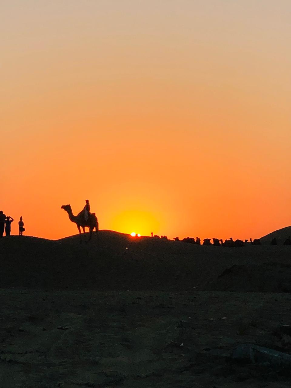 Camel Safari